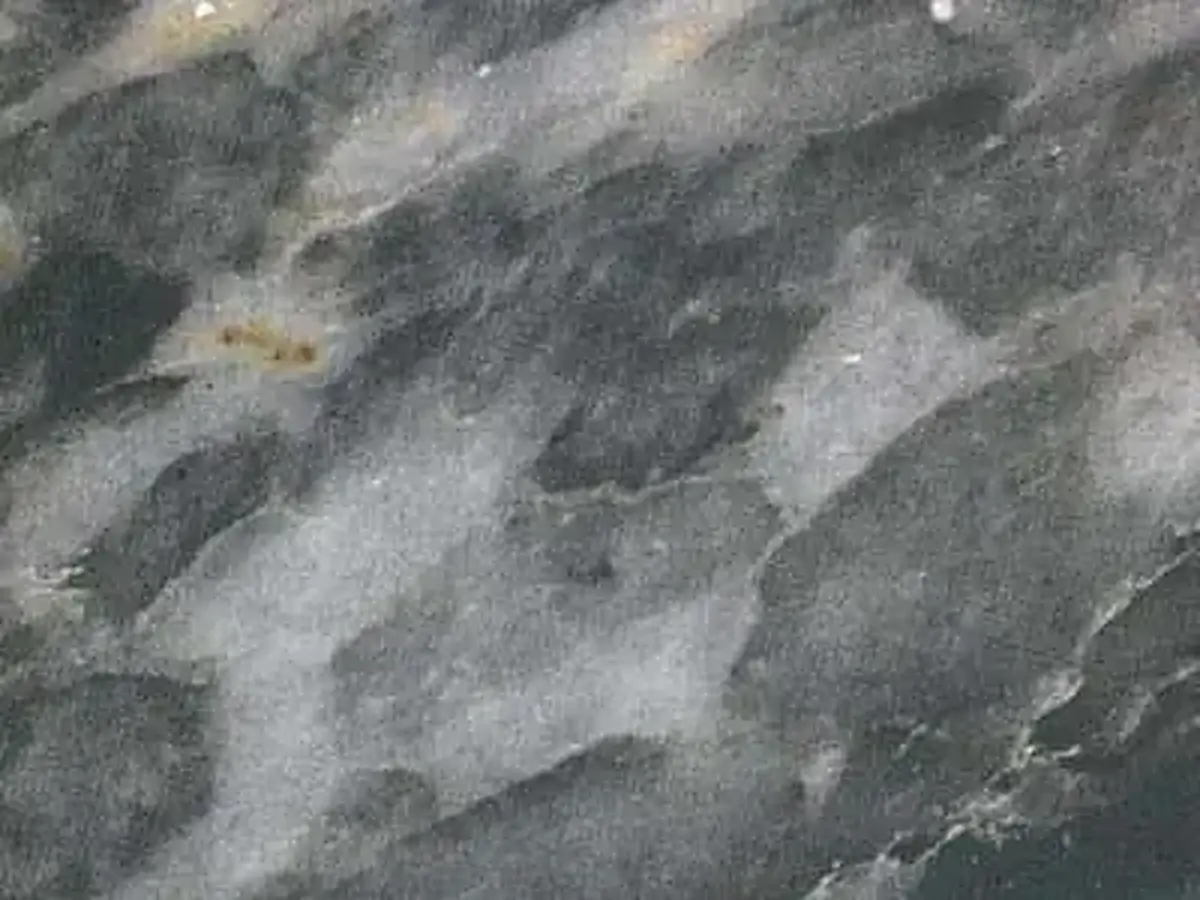 Afyon Altini marble polished sample – Marmi di Carrara – grey, green (1)