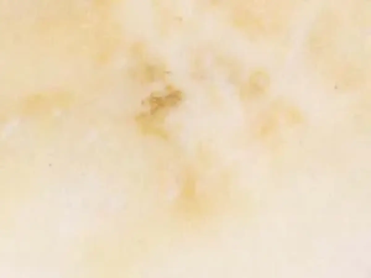 Alabastro Beni Suef marbre, échantillon poli – Marmi di Carrara – ivoire, beige (1)