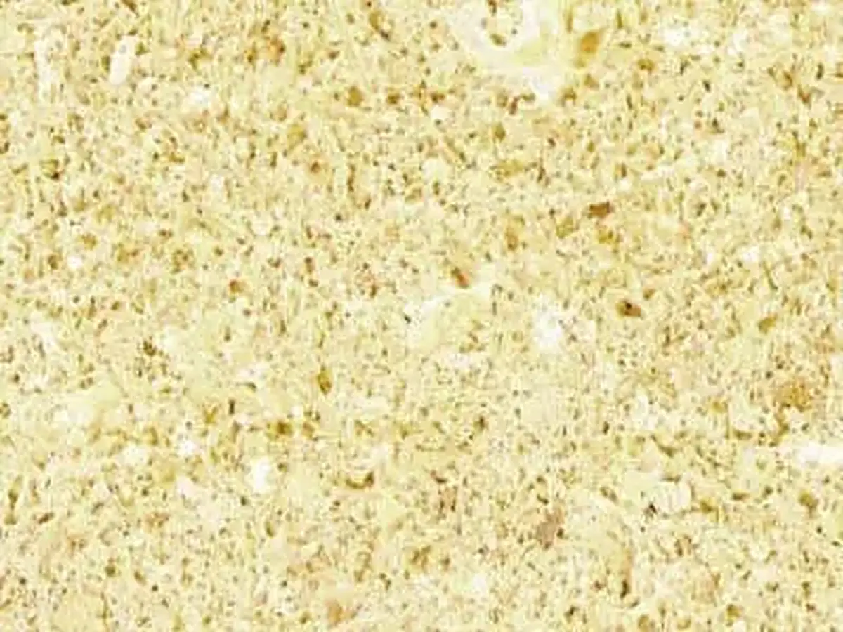 Albamiel limestone polished sample – Marmi di Carrara – ivory, beige (1)