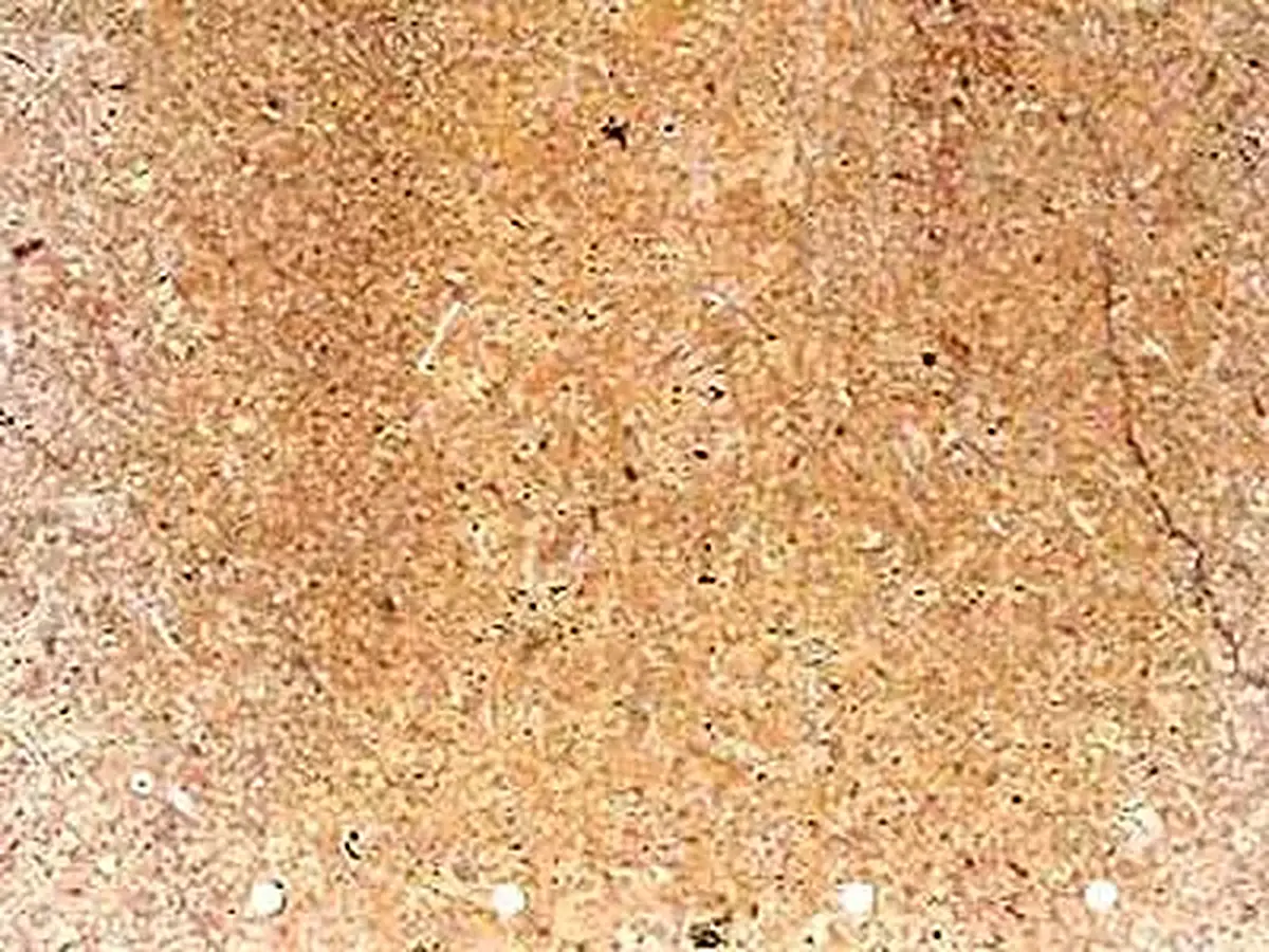 Amarillo Coral calcaire, échantillon poli – Marmi di Carrara – beige, doré (1)