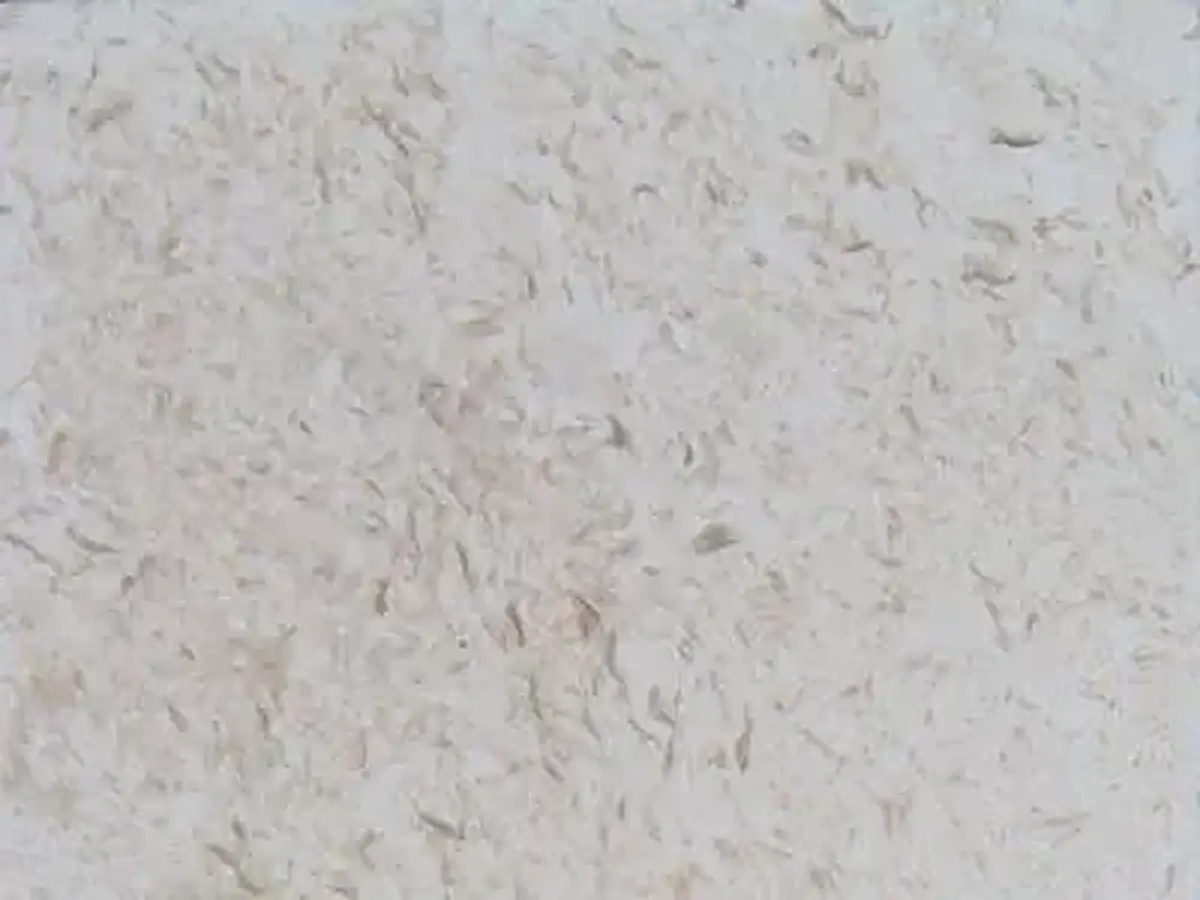 Amelas Fossil известняк, полированный образец – Marmi di Carrara – светло-серый (1)