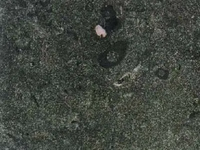 Anröchter limestone