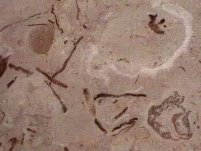Aurisina limestone