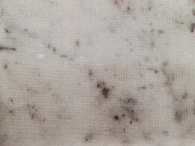 Bianco Carrara D marmo, campione lucido – Marmi di Carrara – grigio chiaro, beige (1)