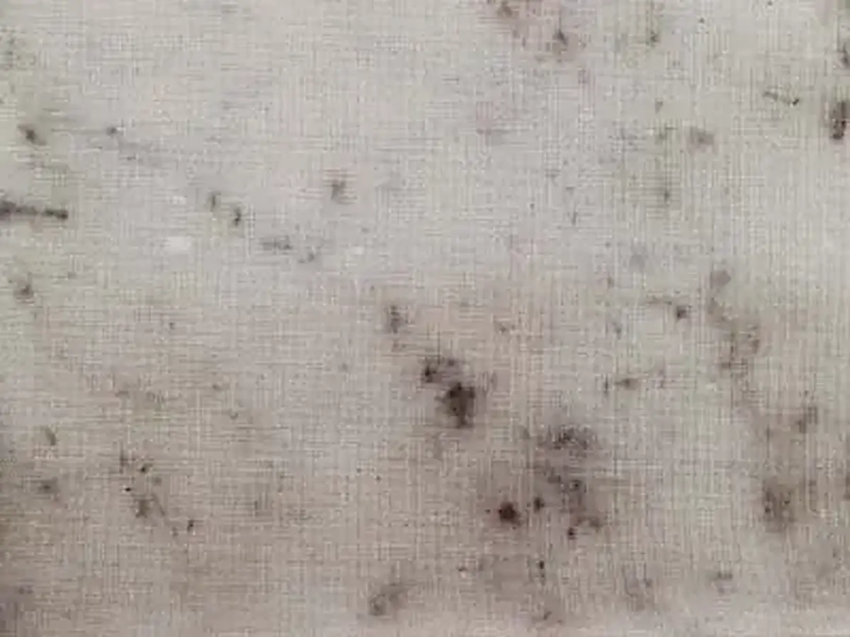 Bianco Carrara D marmo, campione lucido – Marmi di Carrara – grigio chiaro, beige (1)