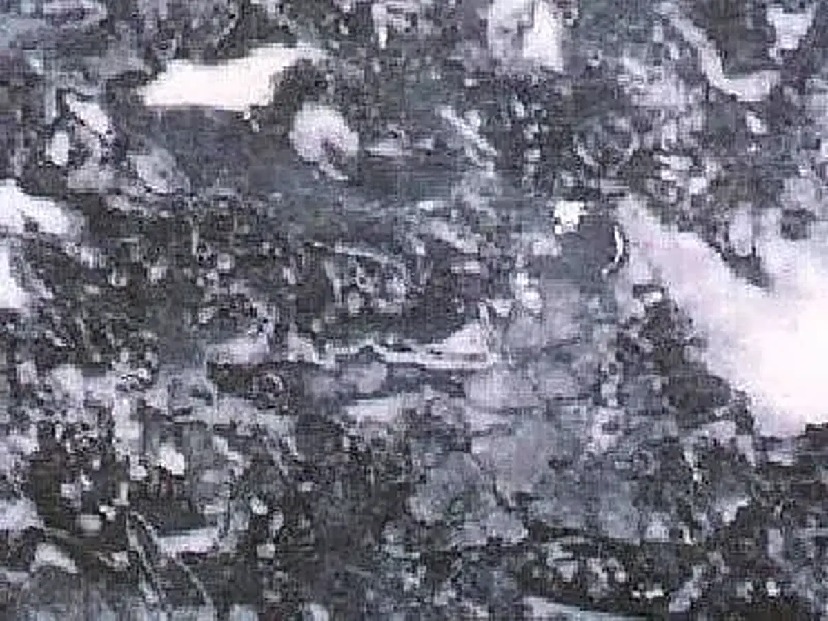 Black Zebra calcaire, échantillon poli – Marmi di Carrara – gris, vert (1)