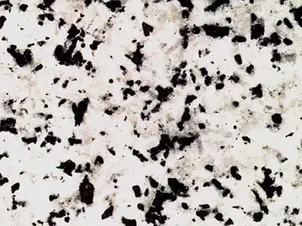 Blanco Berrocal granite polished sample – Marmi di Carrara – white, ivory (1)