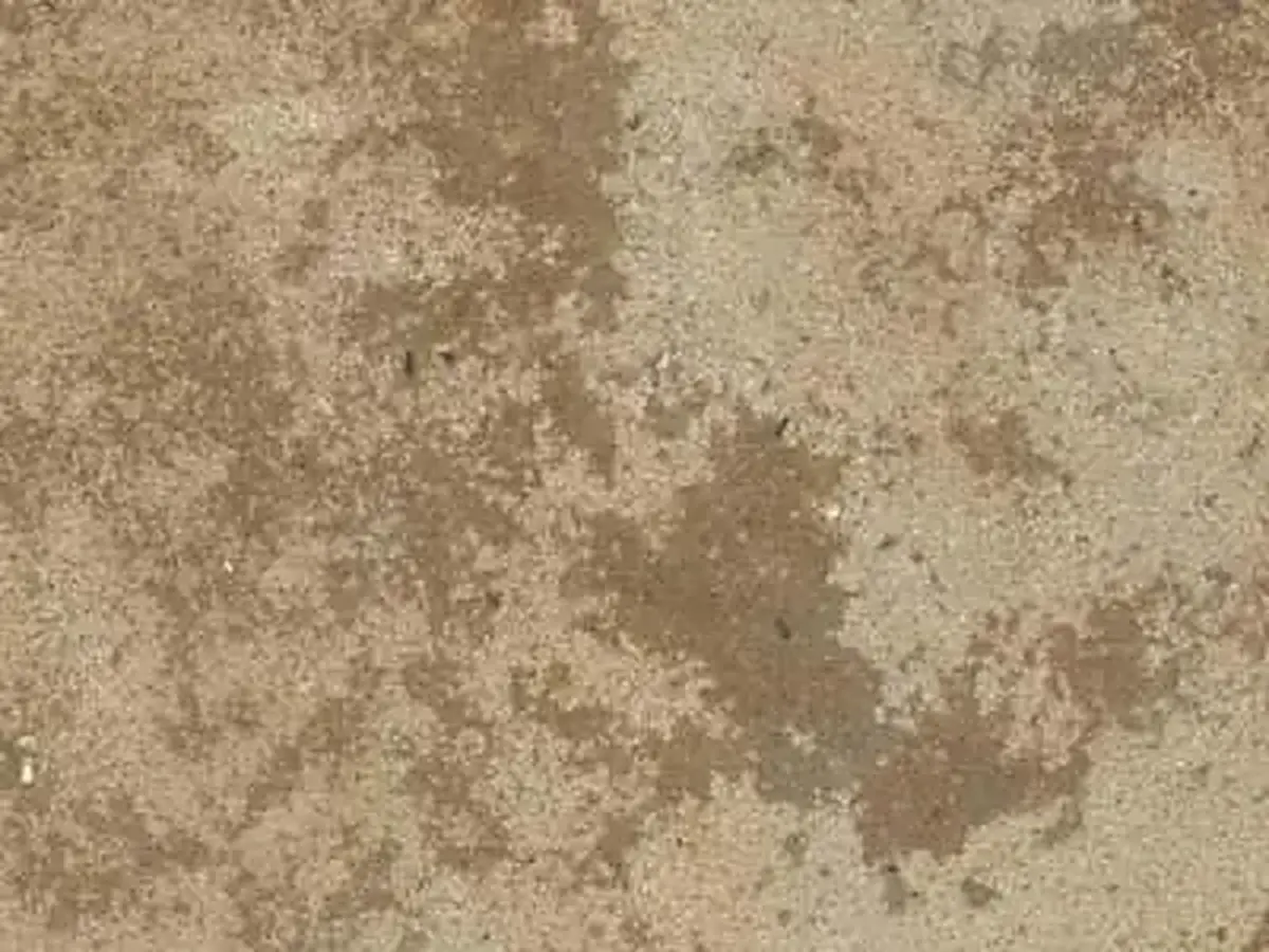 Bonifacio calcaire, échantillon poli – Marmi di Carrara – doré, gris (1)