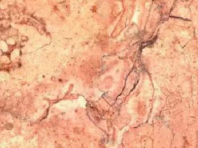 Botcino limestone