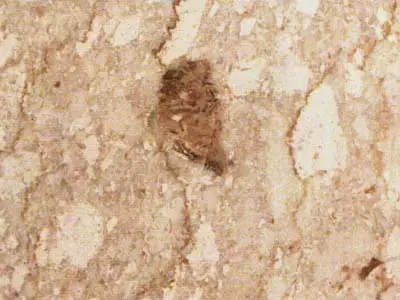 Botticino Sicilia calcaire