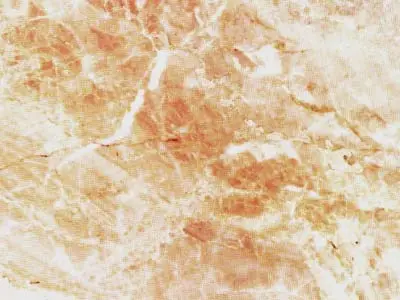 Breccia Damascata calcaire