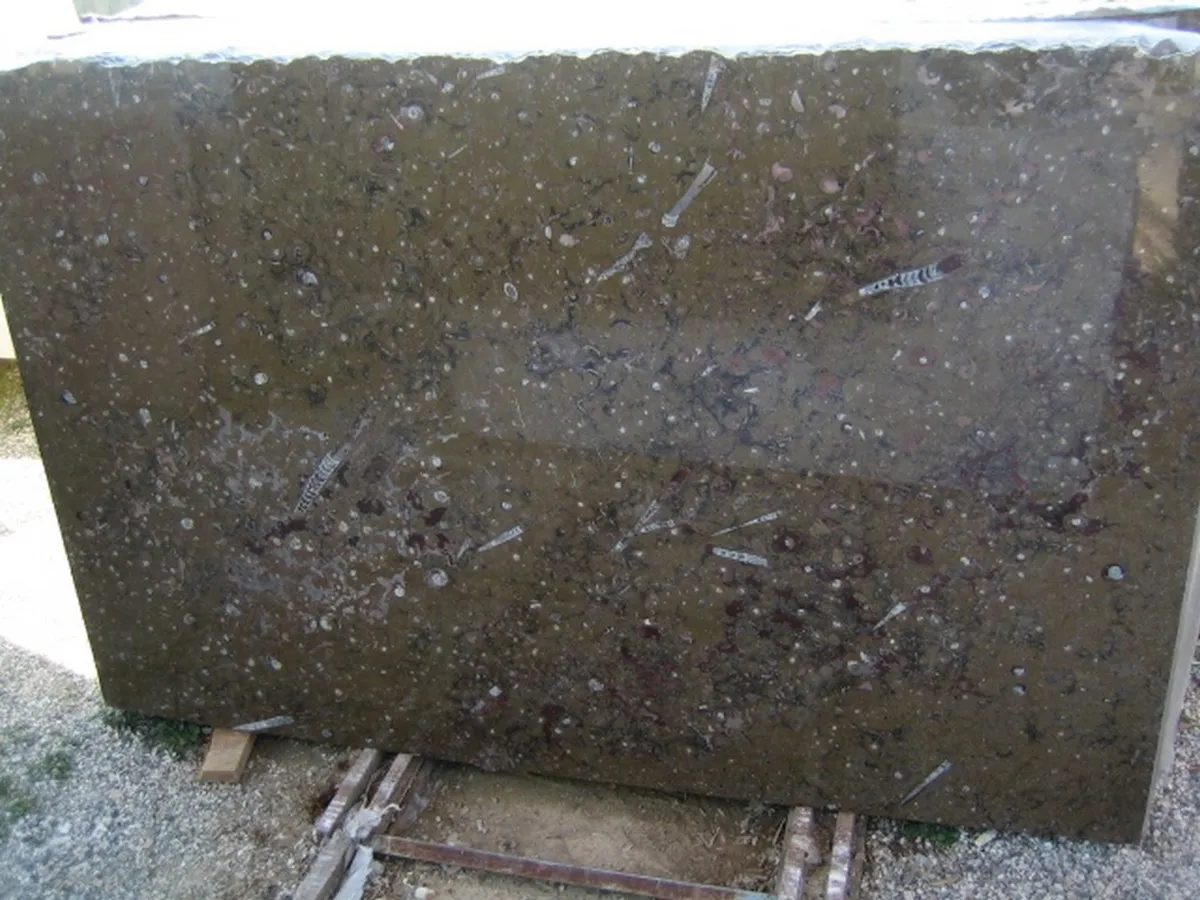 Brown Fossile mármol, superficie de losa – Marmi di Carrara – antracita, verde (2)