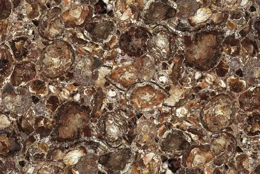 Brown Petrified Wood marble slab surface – Marmi di Carrara – brown, grey (1)