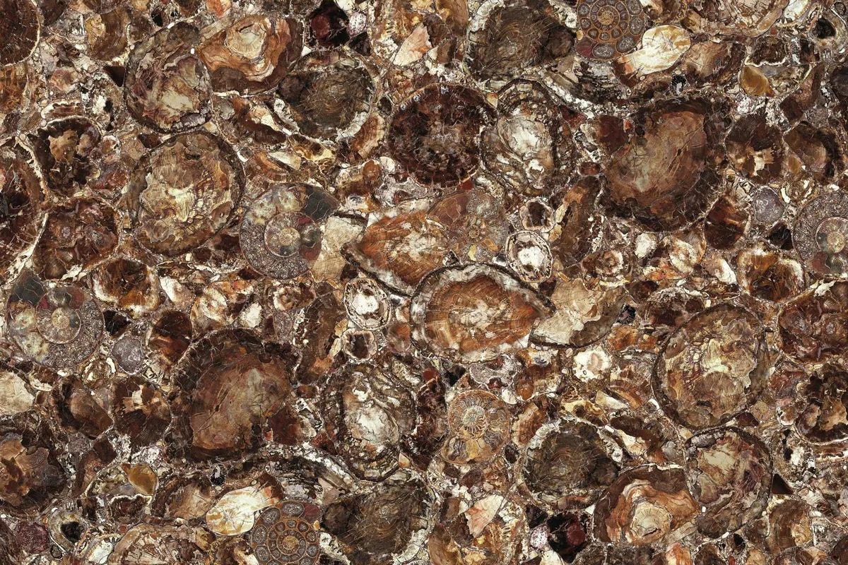 Brown Petrified Wood marble slab surface – Marmi di Carrara – brown, grey (1)