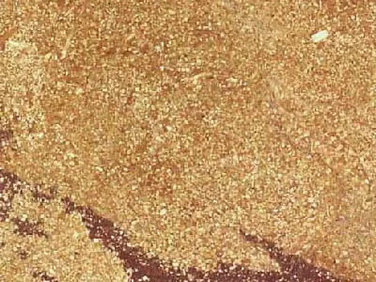 Buxy caliza, muestra pulida – Marmi di Carrara – dorado, beige (1)