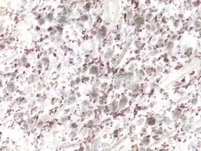 Bzz granite