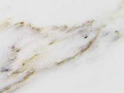 Calacatta Arni marble polished sample – Marmi di Carrara – white, ivory (1)