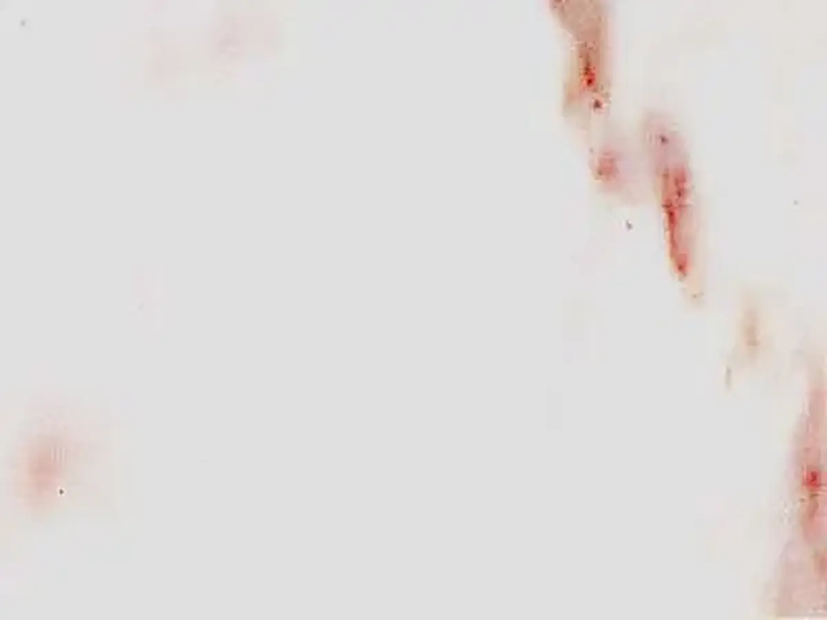 Calacatta Carrara marbre, échantillon poli – Marmi di Carrara – blanc, ivoire (11)