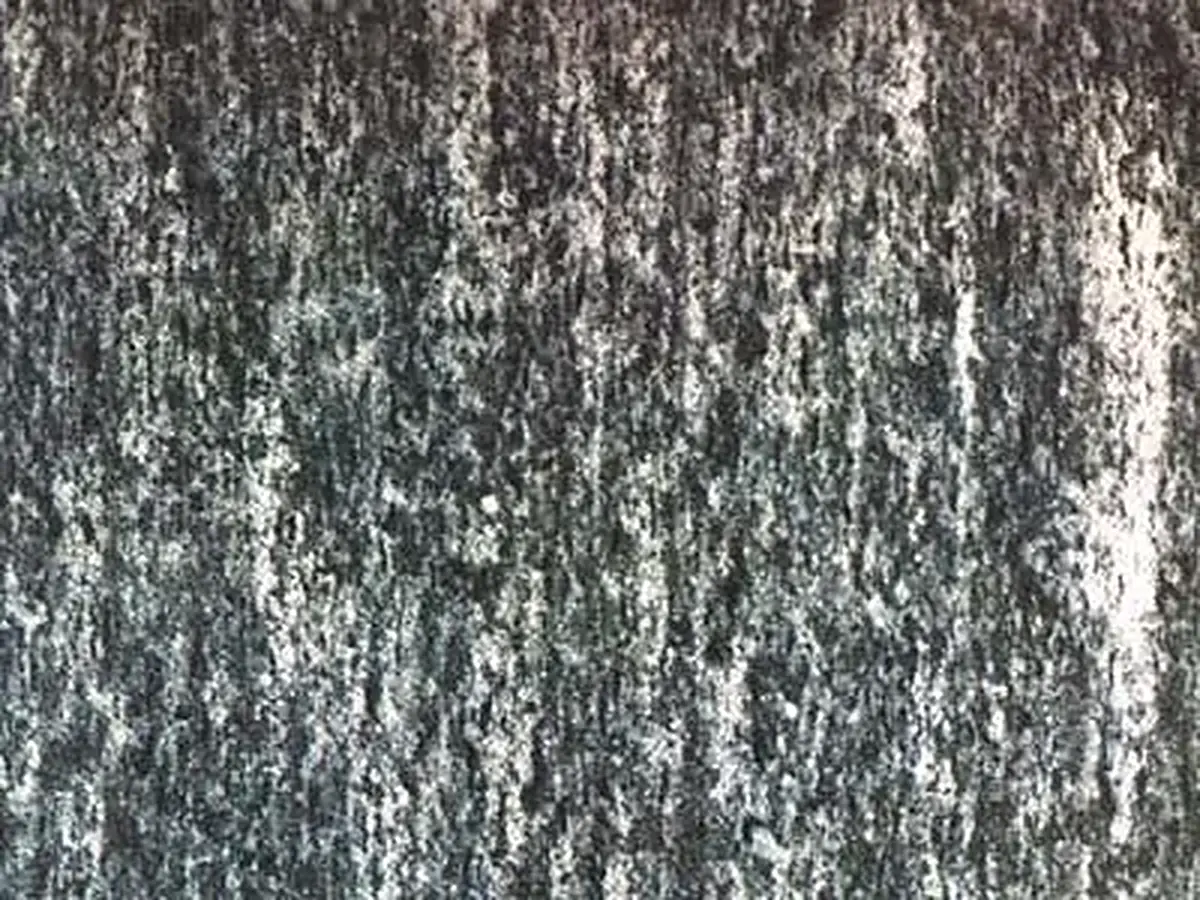 Calanca Granit, polierte Probe – Marmi di Carrara – grau, grün (1)