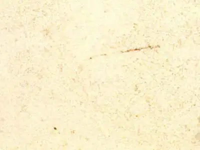 Caliza Zarci limestone