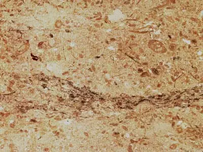 Chiampo Perlato limestone polished sample – Marmi di Carrara – gold, beige (1)