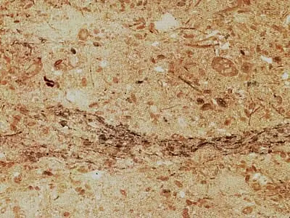 Chiampo Perlato limestone polished sample – Marmi di Carrara – gold, beige (1)