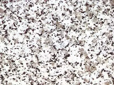 Clair du Tarn гранит, полированный образец – Marmi di Carrara – белый, светло-серый (1)