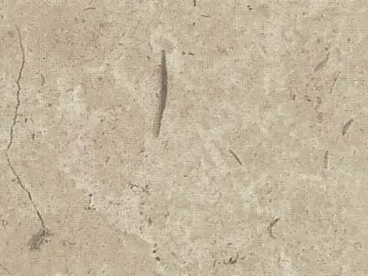 Crema Cenia caliza, muestra pulida – Marmi di Carrara – beige (1)