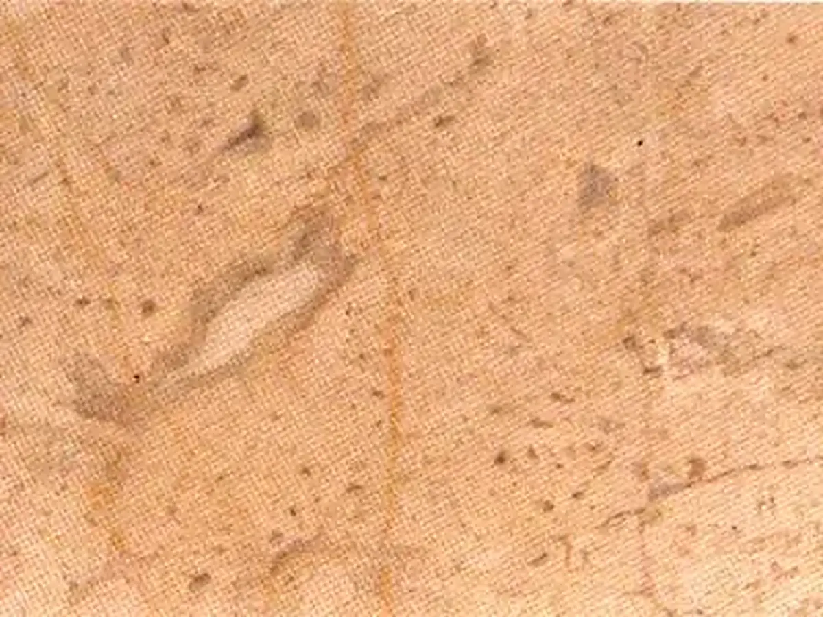 Crema Loja Kalkstein, polierte Probe – Marmi di Carrara – beige, gold (1)
