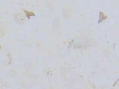 Finike White Fossil limestone