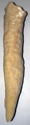 Dettaglio di superficie: Travertine stalactite (dripstone) (fissure in Tanglewood Limestone Member, Lexington Limes