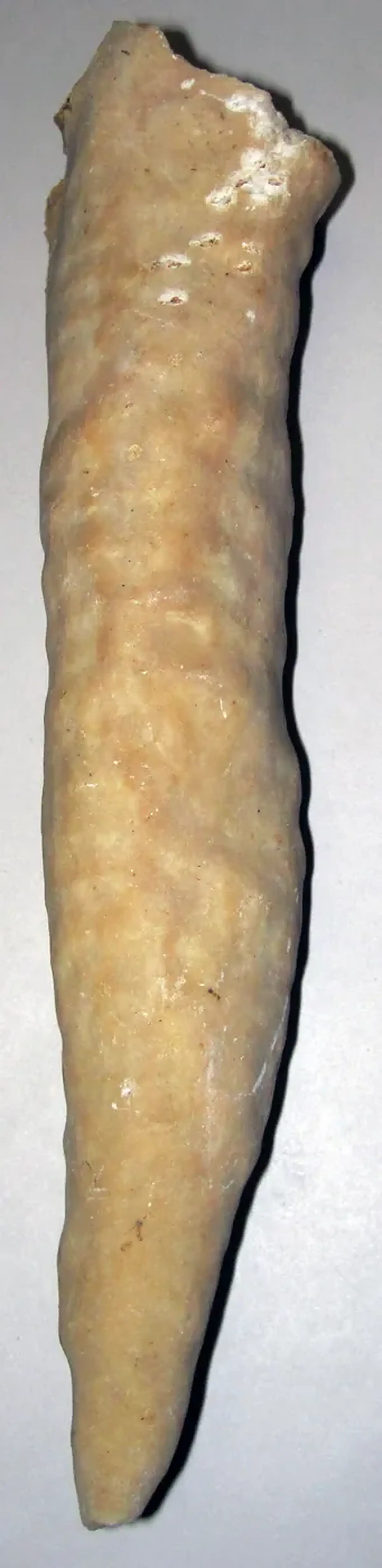 Dettaglio di superficie: Travertine stalactite (dripstone) (fissure in Tanglewood Limestone Member, Lexington Limes