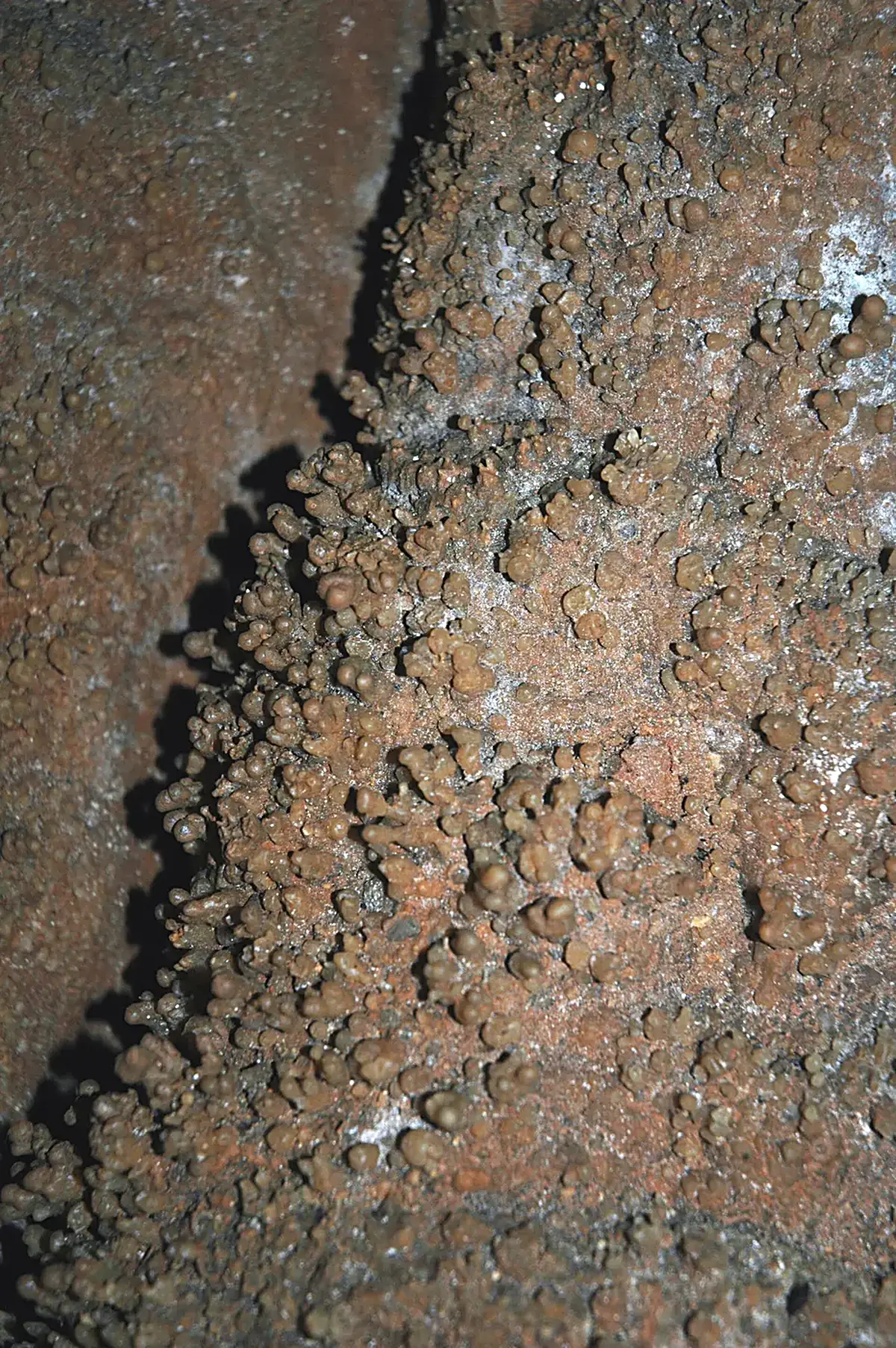 Surface detail: 093 Coralloids 29