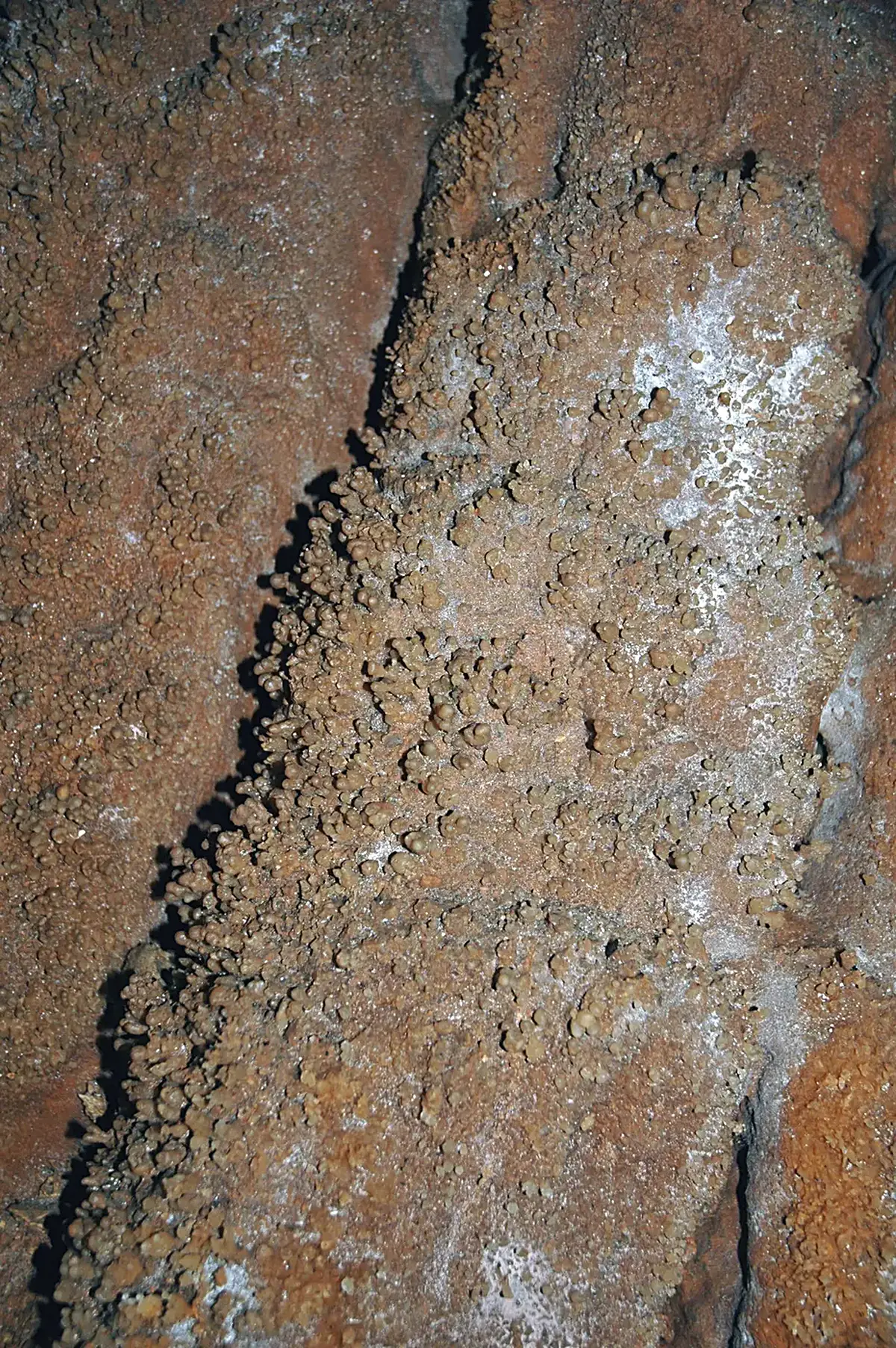 Surface detail: 091 Coralloids 27