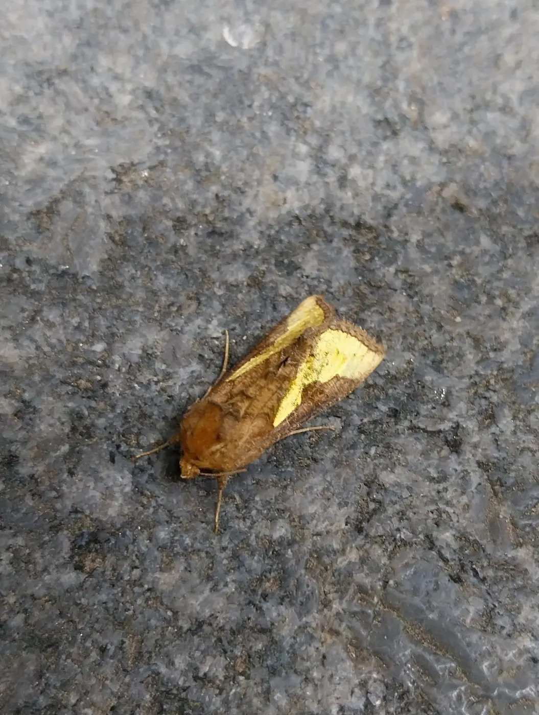 Sol: Thysanoplusia on marble pattern floor