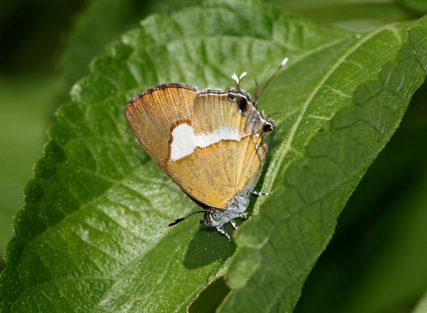 Plattenoberfläche: Close wing position of Horaga onyx Moore, 1857 – Common Onyx 2