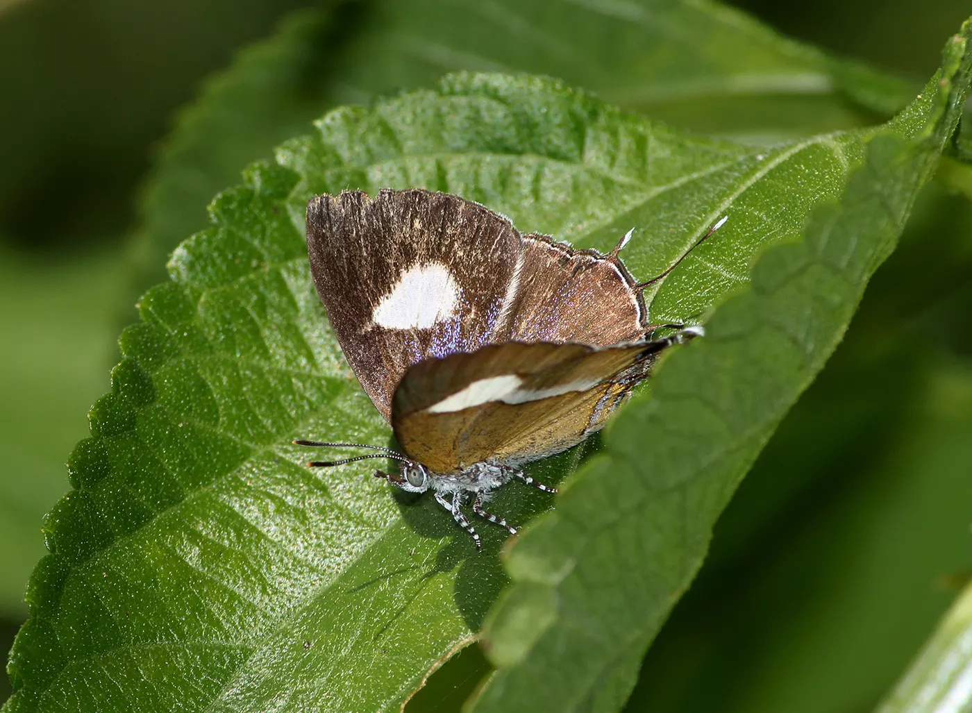 Plattenoberfläche: Partially open wing position of Horaga onyx Moore, 1857 – Common Onyx 3