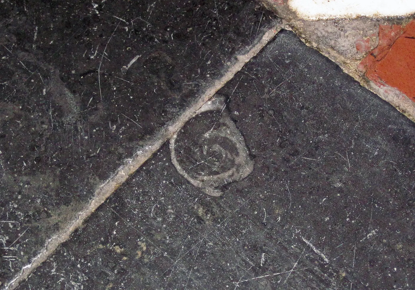 Plattenoberfläche: Maclurites magna (fossil gastropod) in limestone (Champlain Black Marble) (Crown Point Lim