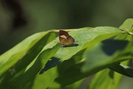 Slab surface: Butterfly on the leaf - Common Onyx - Horaga onyx (Moore, 1858)