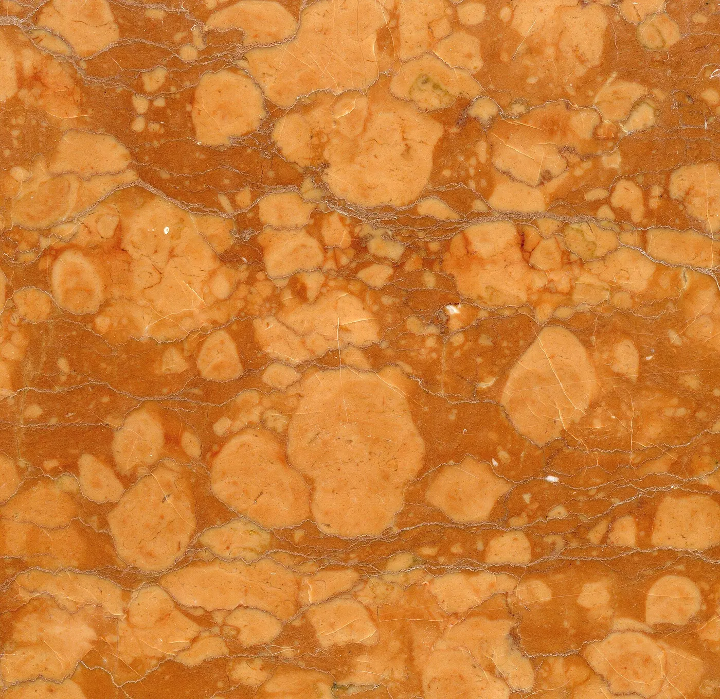 Slab surface: Rosso Verona Marble (Rosso Ammonitico Formation, Upper Jurassic; Verona Province, Venetia