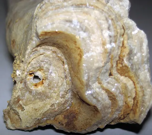 Slab surface: Travertine stalactite (dripstone) (fissure in Tanglewood Limestone Member, Lexington Limes