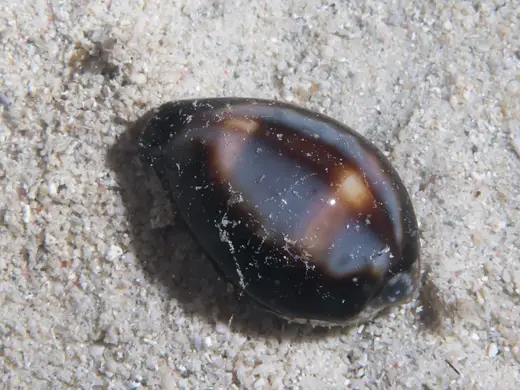 Slab surface: Onyx cowrie (Erronea onyx) (38140858891)