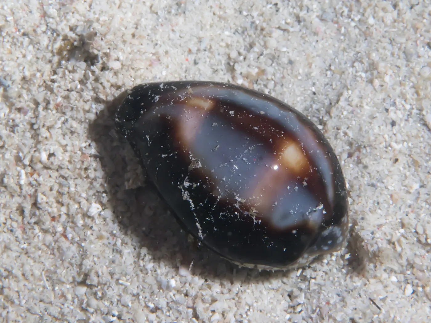 Slab surface: Onyx cowrie (Erronea onyx) (38140858891)