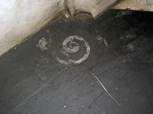 Slab surface: Maclurites magna (fossil gastropod) in limestone (Champlain Black Marble) (Crown Point Lim