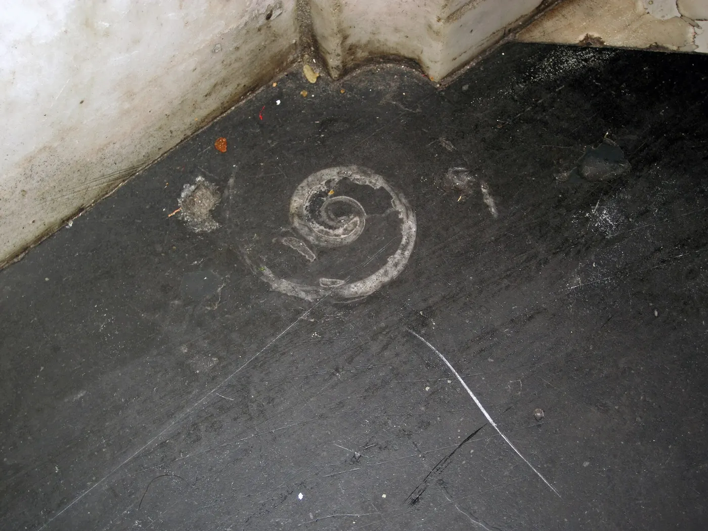 Slab surface: Maclurites magna (fossil gastropod) in limestone (Champlain Black Marble) (Crown Point Lim
