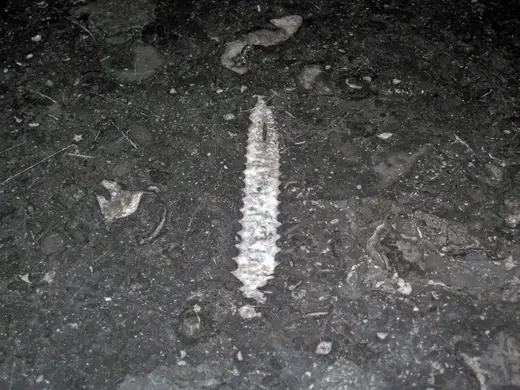 Slab surface: Stereospyroceras sp. (fossil cephalopod) in limestone (Champlain Black Marble) (Crown Poin