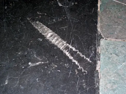 Slab surface: Stereospyroceras sp. (fossil cephalopod) in limestone (Champlain Black Marble) (Crown Poin
