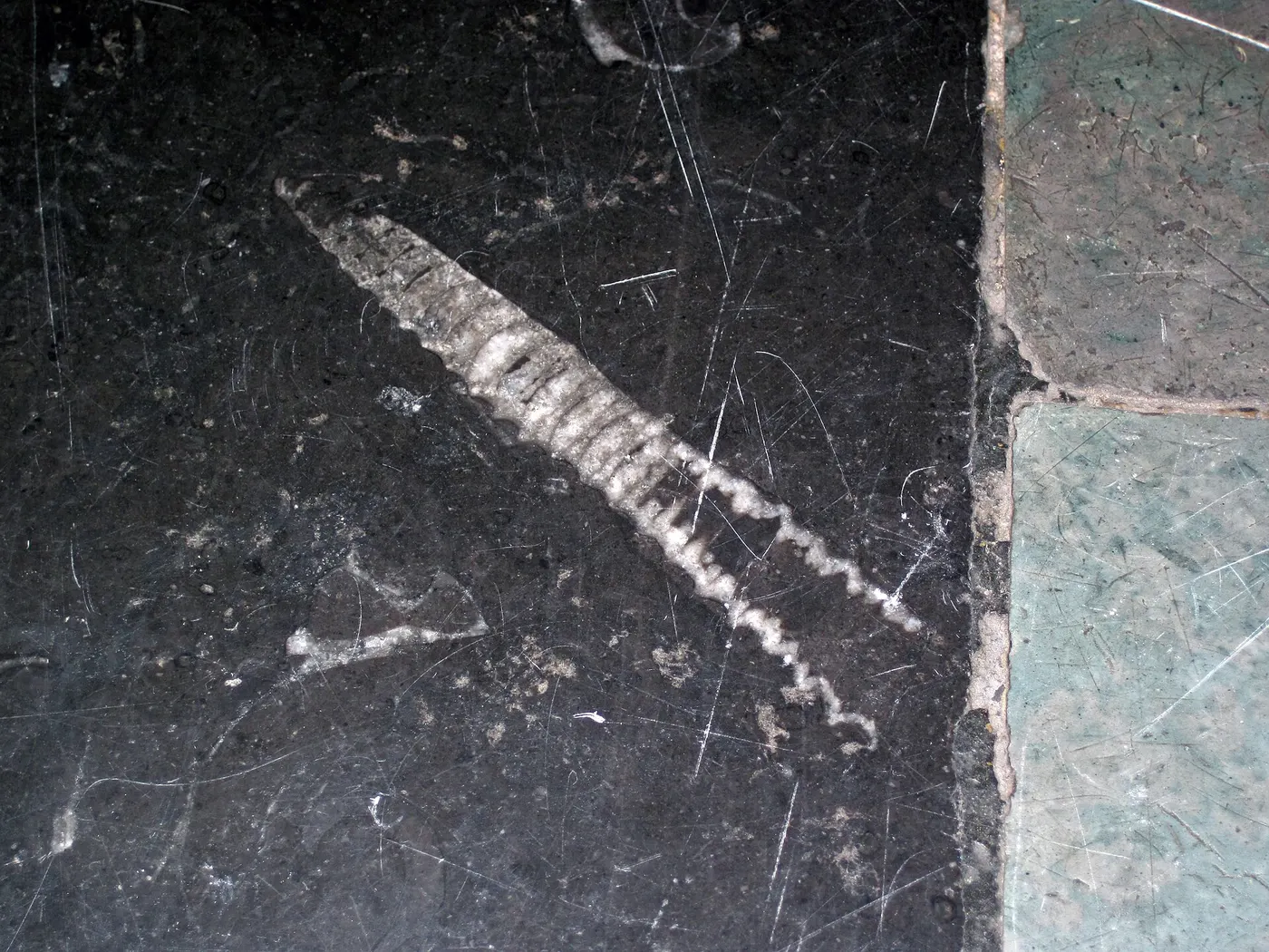 Slab surface: Stereospyroceras sp. (fossil cephalopod) in limestone (Champlain Black Marble) (Crown Poin