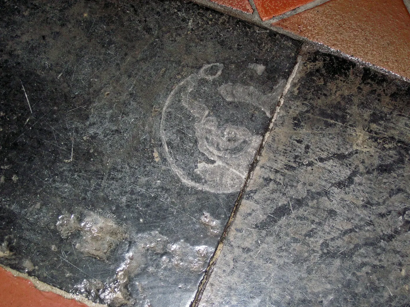 Slab surface: Maclurites magna (fossil gastropod) in limestone (Champlain Black Marble) (Crown Point Lim