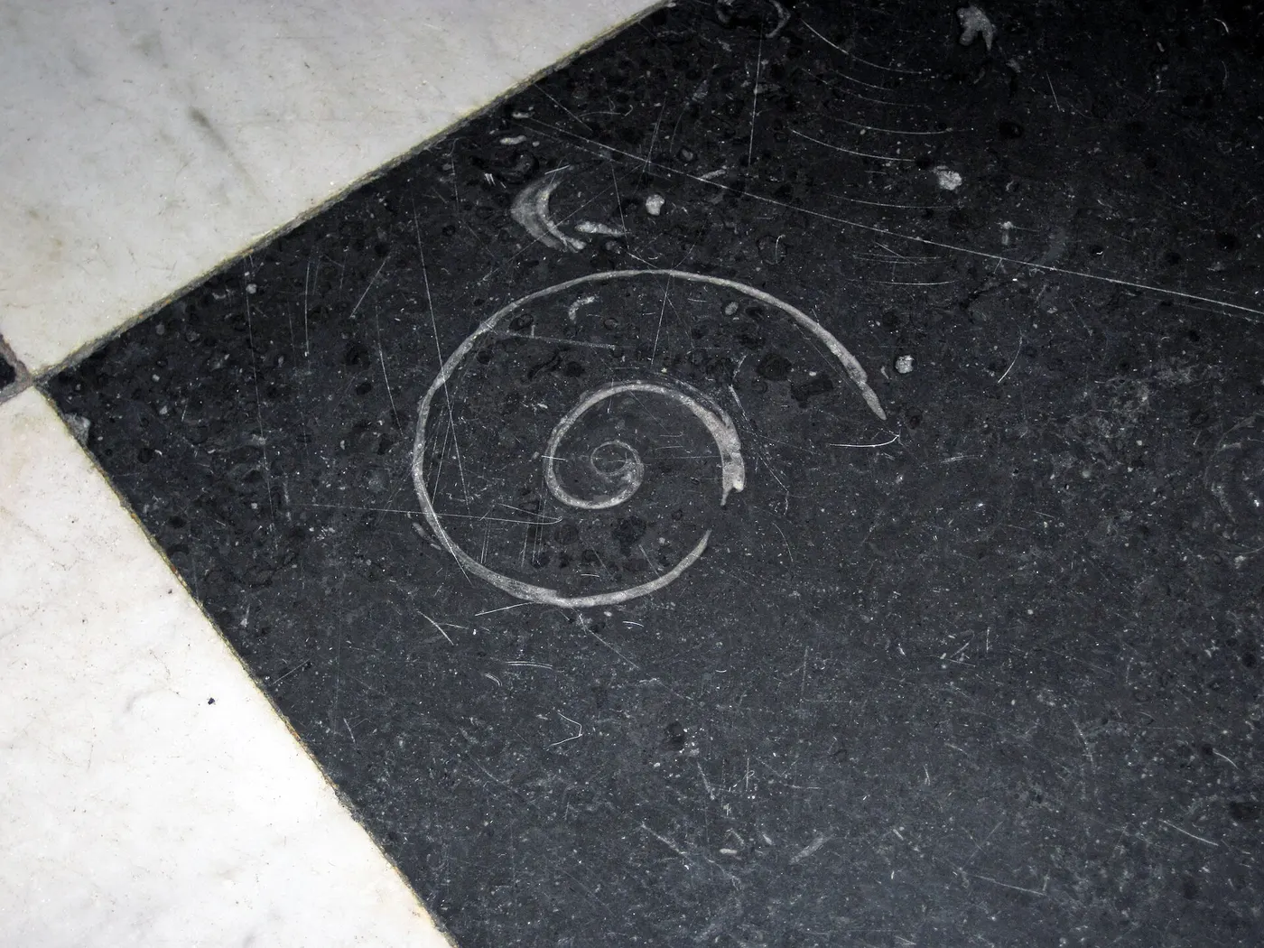 Slab surface: Maclurites magna (fossil gastropod) in limestone (Champlain Black Marble) (Crown Point Lim